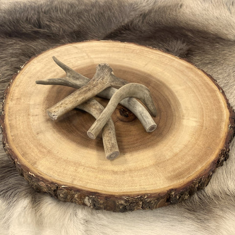 Reindeer chewing horns