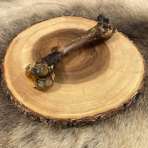 Reindeer marrow bones - long term chewing