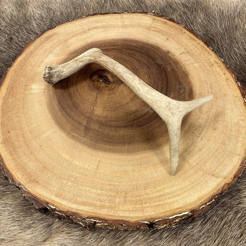 Reindeer chewing horns