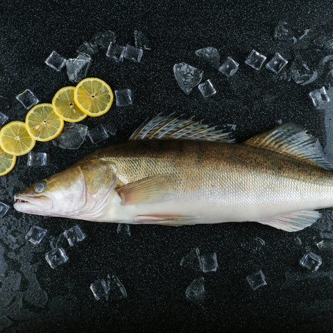 Pikeperch fillet