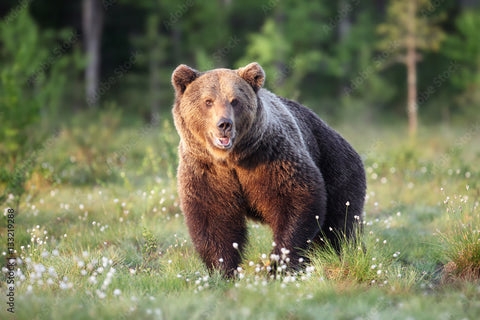 Sveriges björnar: Rikligt förekommande, delikat kött och en utmaning för rennäringen