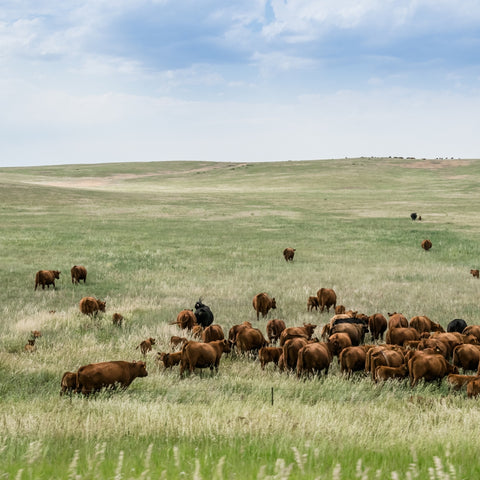 Sirloin – Creekstone Farms Premium Black Angus