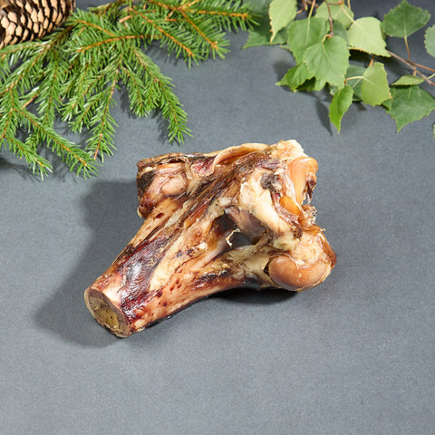 Moose bone - long term chewing