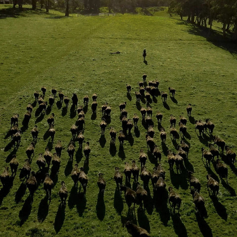 Wagyu Sirloin – MB9